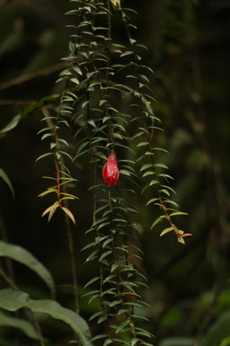 Image of Agapetes serpens by (c) Siddarth Machado, some rights reserved (CC BY)