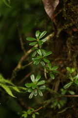 Rhododendron vaccinioides