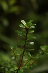 Rhododendron vaccinioides