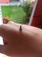 Membracis foliatafasciata