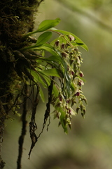 Dendrobium porphyrochilum