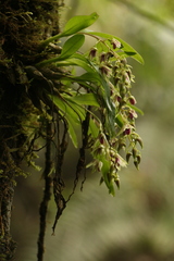 Dendrobium porphyrochilum