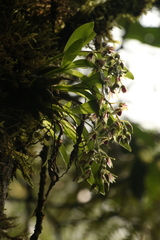 Dendrobium porphyrochilum