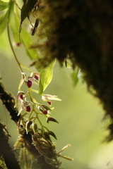Dendrobium porphyrochilum