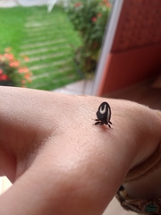 Membracis foliatafasciata