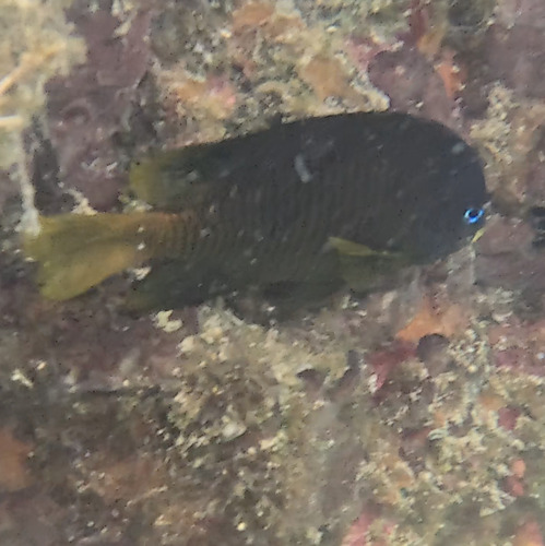 Galapagos gregory (Stegastes arcifrons) — Pomacentridae — 5