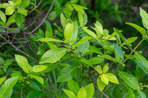Ficus scobina, 2025-11-08
