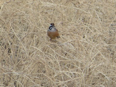 Emberiza cioides