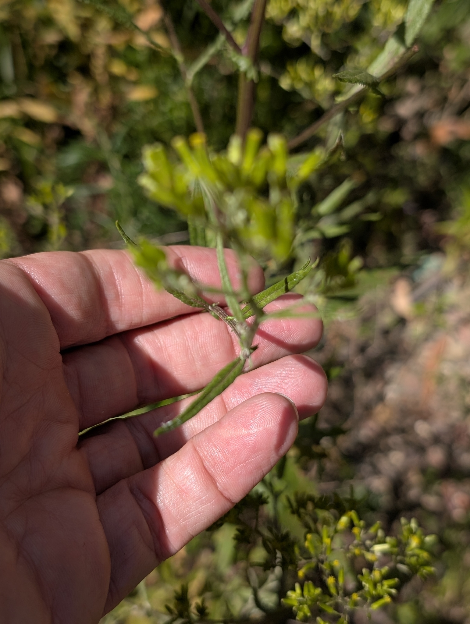 Imagem de Senecio minimus