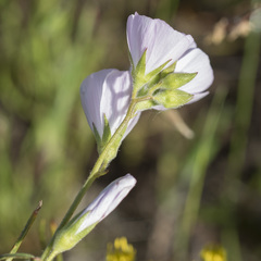 Sidalcea hartwegii