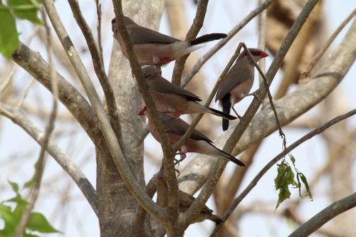 Black-rumped Waxbill