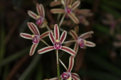 Cymbidium bicolor