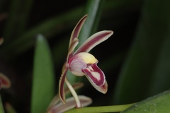 Cymbidium bicolor