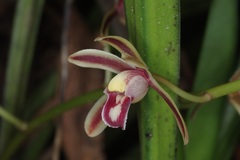 Cymbidium bicolor