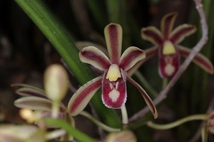 Cymbidium bicolor