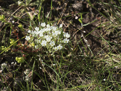 Sabulina californica