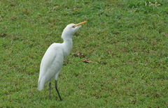 Bubulcus ibis