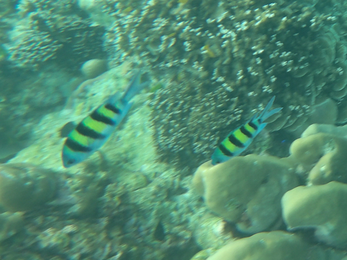 Indo-Pacific Sergeant Major (Abudefduf vaigiensis)