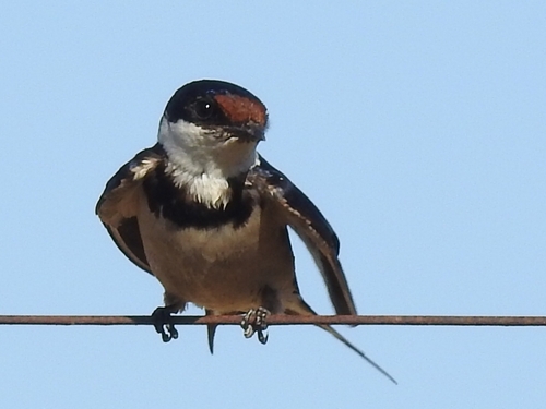 White-throated Swallow (Hirundo albigularis)