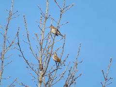 Emberiza rustica
