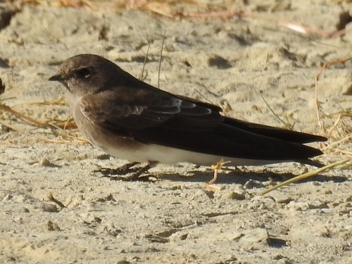 Brown-throated Martin (Riparia paludicola), photo 3