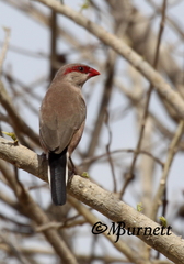 Estrilda troglodytes