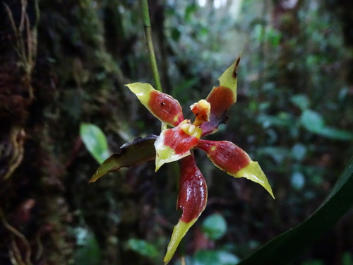 Oncidium cruentoides, photograph 4