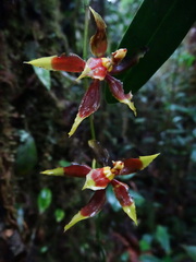 (c) biped_cub, some rights reserved (CC BY) Oncidium cruentoides, photograph (c) biped_cub, some rights reserved (CC BY)