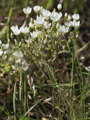 Sabulina californica