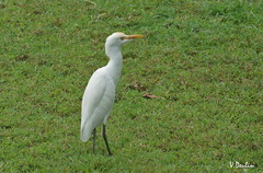 Bubulcus ibis