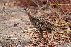 Pternistis bicalcaratus
