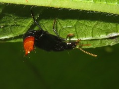 Photinopygus