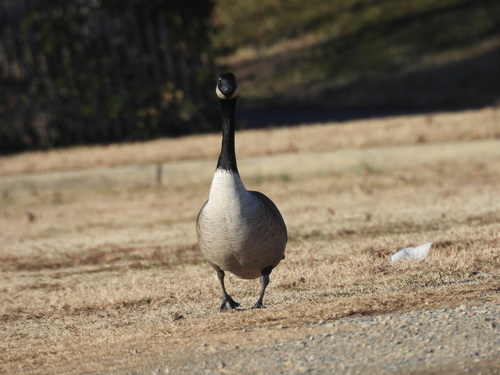 Canada Goose