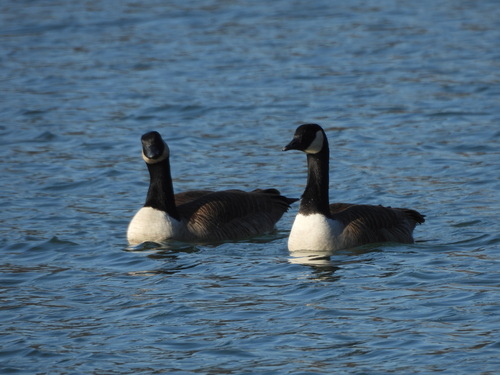 Canada Goose