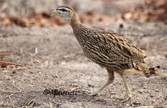 Pternistis bicalcaratus