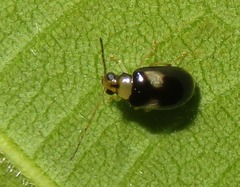 Luperodes