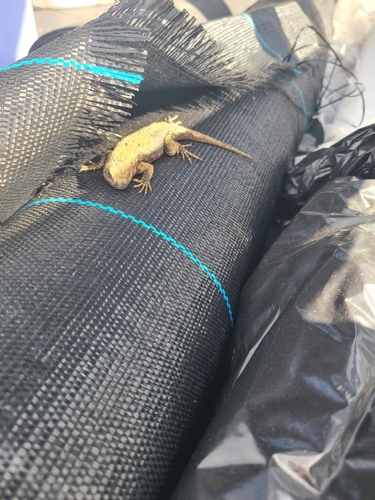 Western Fence Lizard