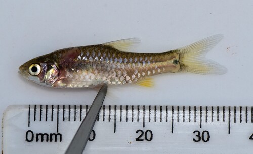 Redspot barb (Enteromius kerstenii) — Cyprinidae