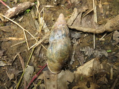 Sultana yatesi