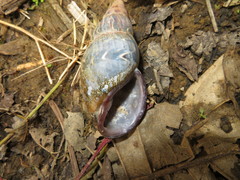 Sultana yatesi