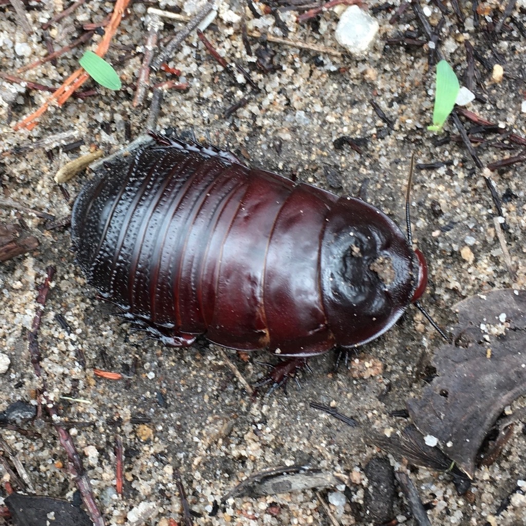 Parapanesthia gigantea
