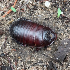 Parapanesthia gigantea