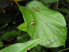 Charidotis aurofasciata