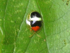 Charidotis aurofasciata