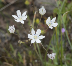 Triteleia lilacina