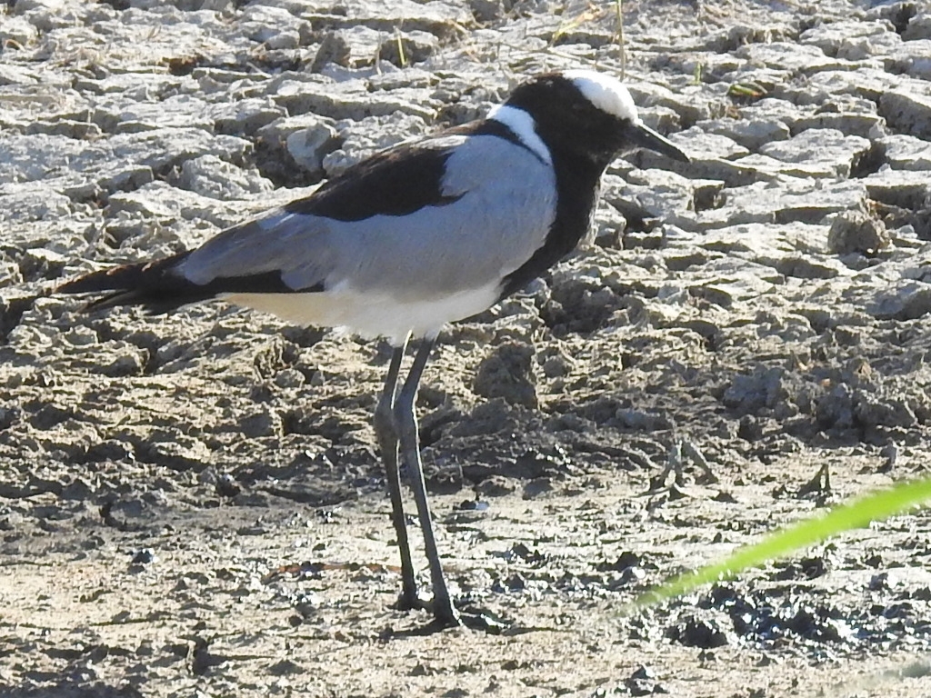 Blacksmith Lapwing (Vanellus armatus), photo 2
