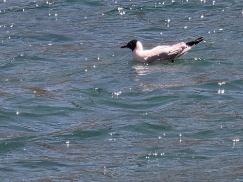 Andean Gull (Chroicocephalus serranus), photo 5