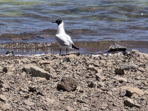 Andean Gull (Chroicocephalus serranus), photo 6