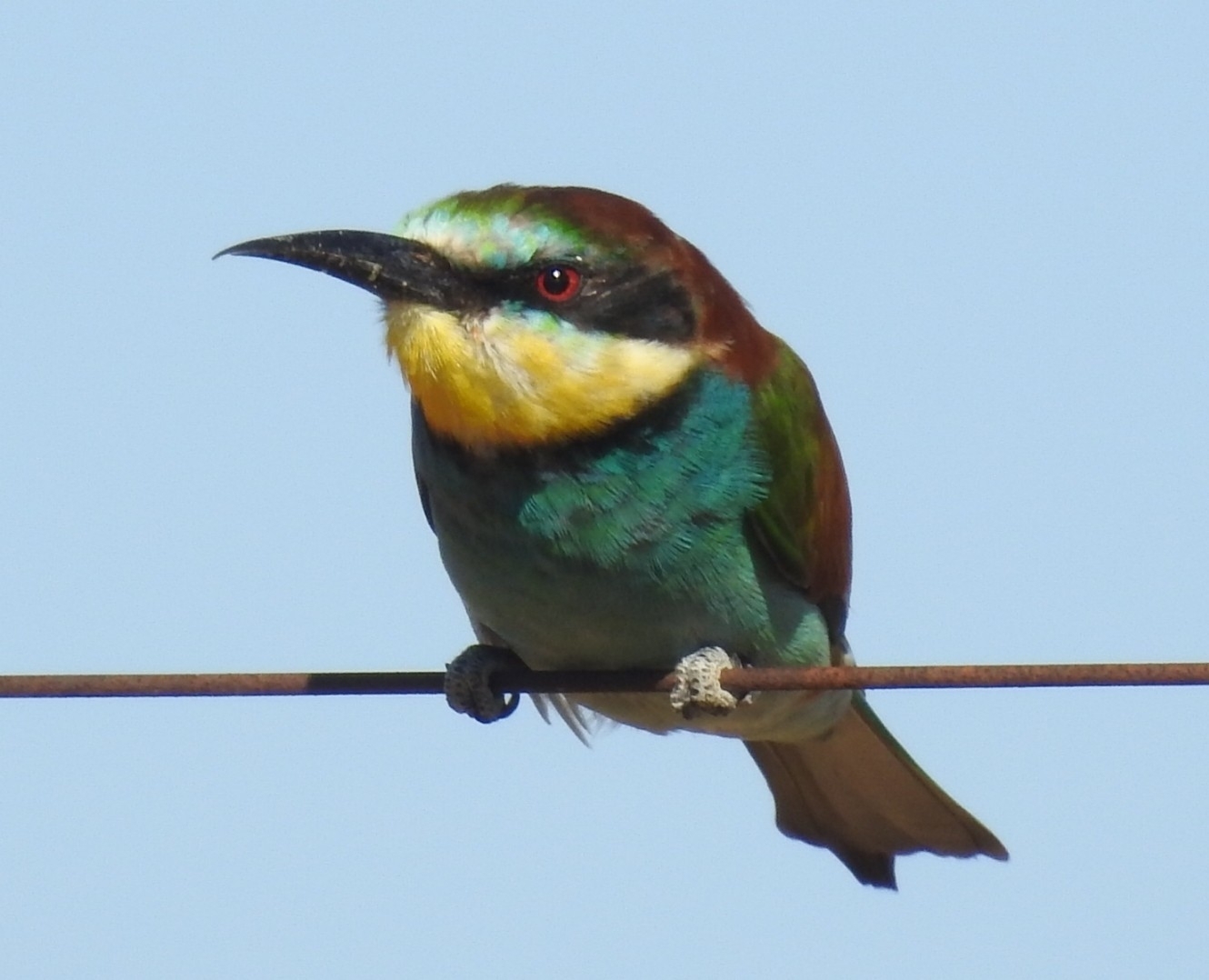 European Bee-eater (Merops apiaster), photo 2