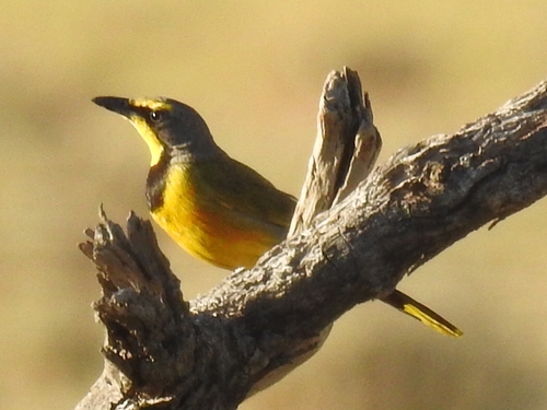 Bokmakierie (Telophorus zeylonus), photo 2